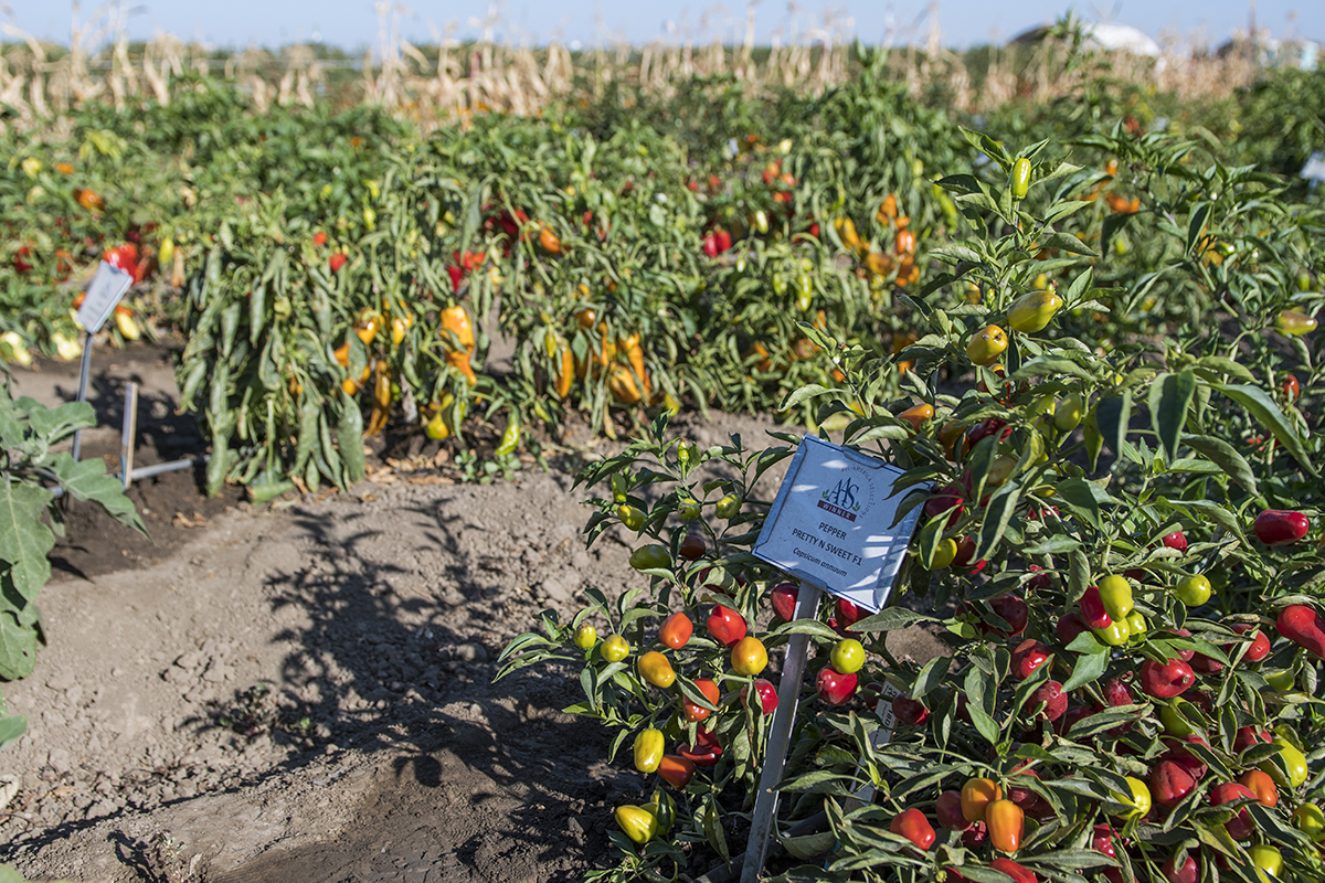 Bayer&#039;s Woodland, Calif., research facility both researches and breeds fruit and vegetable crops to sell to seed suppliers and farmers.